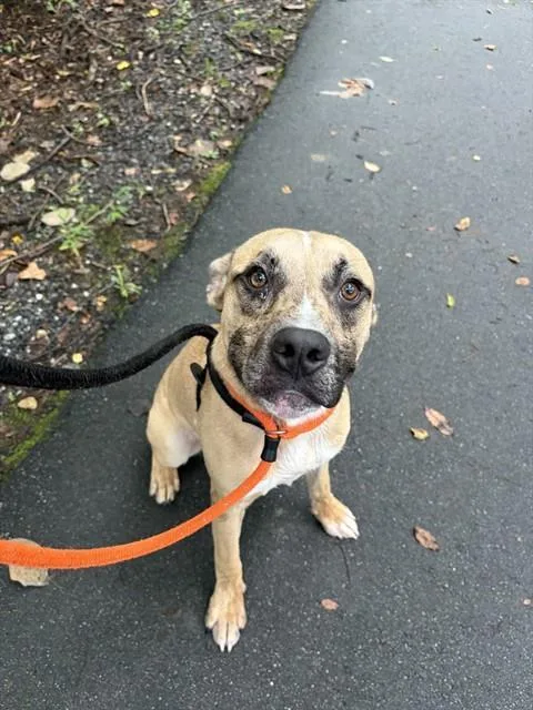 An adult large-sized male Hound dog named Asher for adoption in Newton, NC