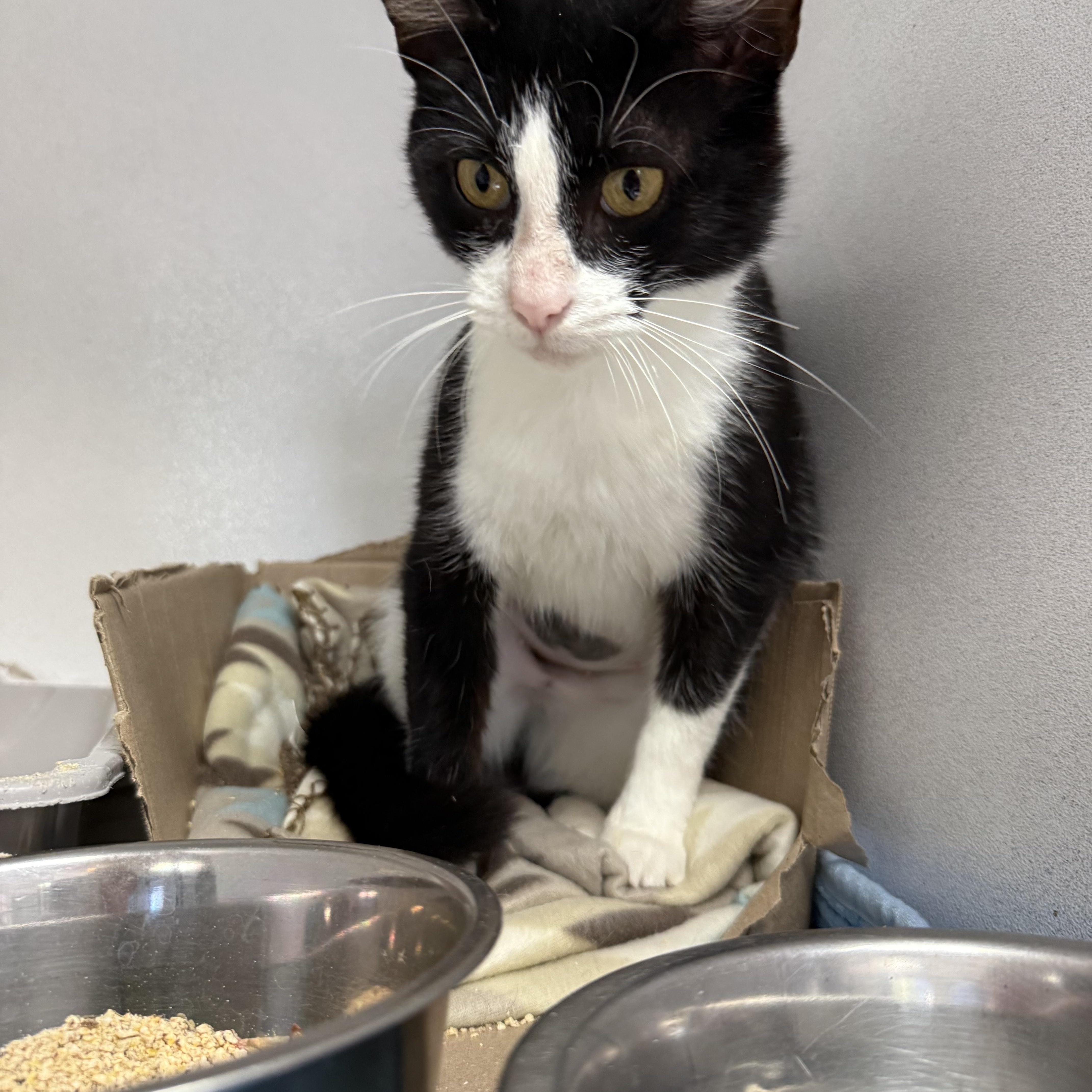 An adult medium-sized female Tuxedo cat named Delilah for adoption in Columbia, SC