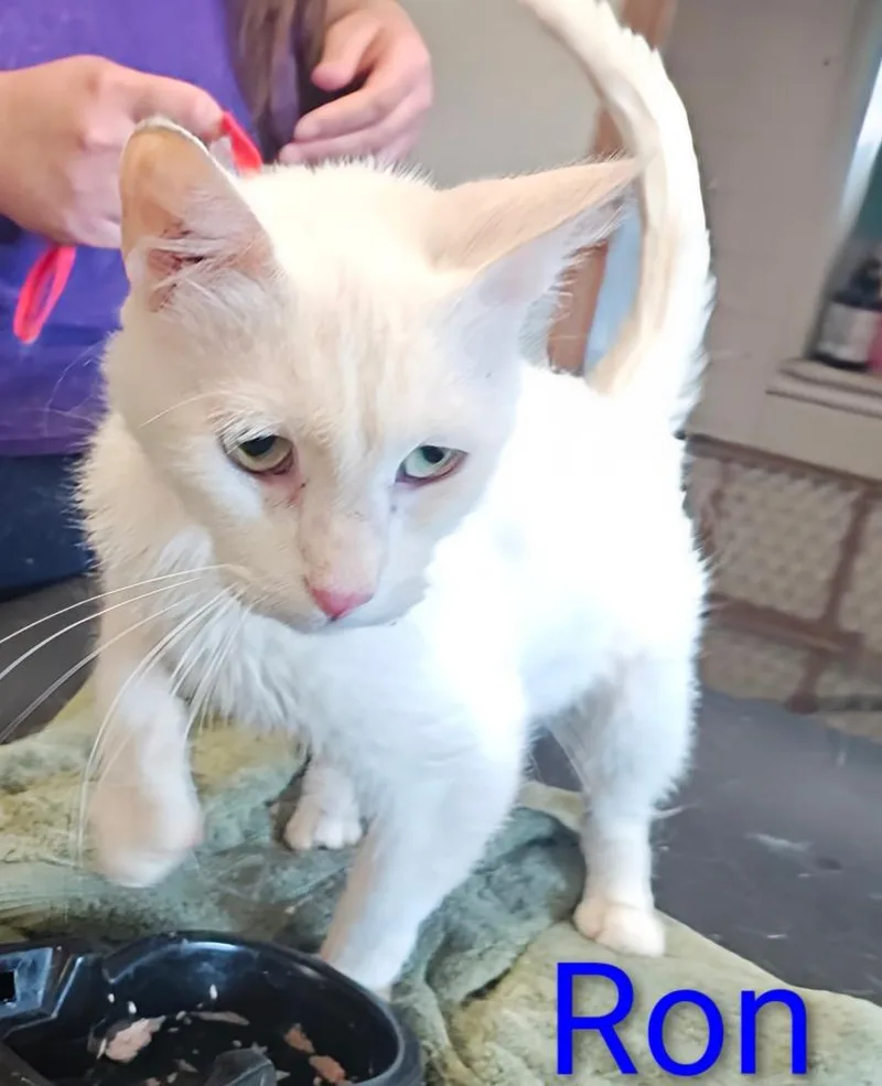 A young small-sized male Domestic Medium Hair cat named Ron for adoption in Mena, AR