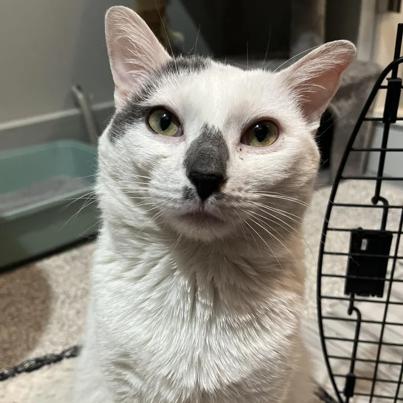An adult large-sized male White Domestic Short Hair cat named Tucker for adoption in Oak Park, IL