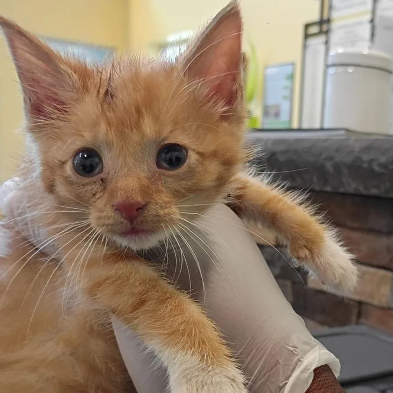 Colby Jack