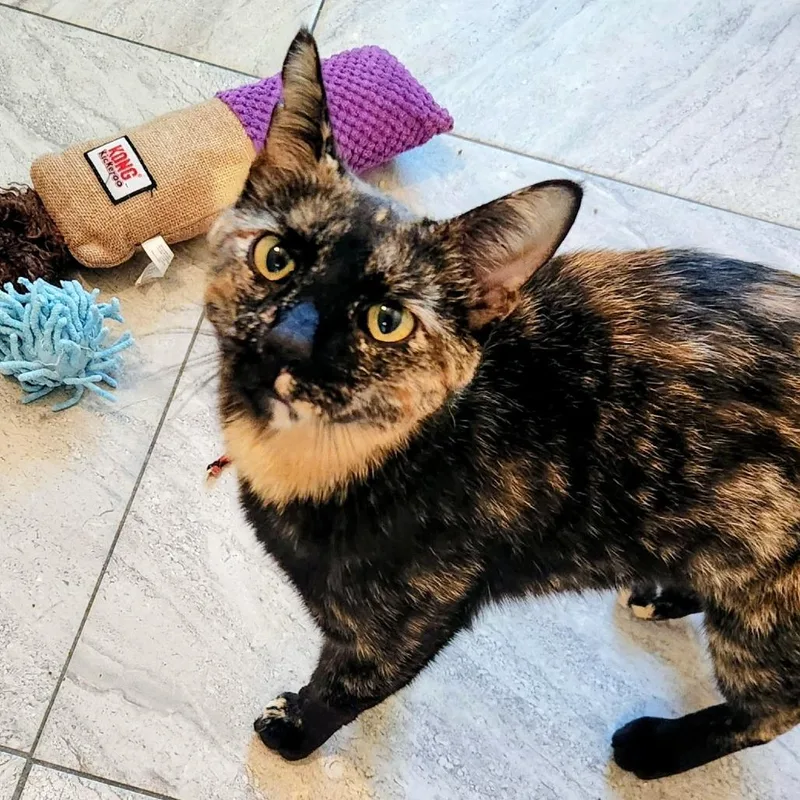 An adult medium-sized female Tortoiseshell Domestic Short Hair cat named Tamara for adoption in Brighton, MO