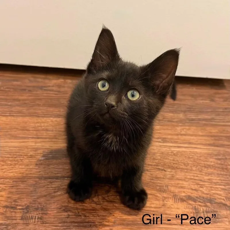 A baby small-sized female Black Domestic Short Hair cat named Pace for adoption in Nampa, ID