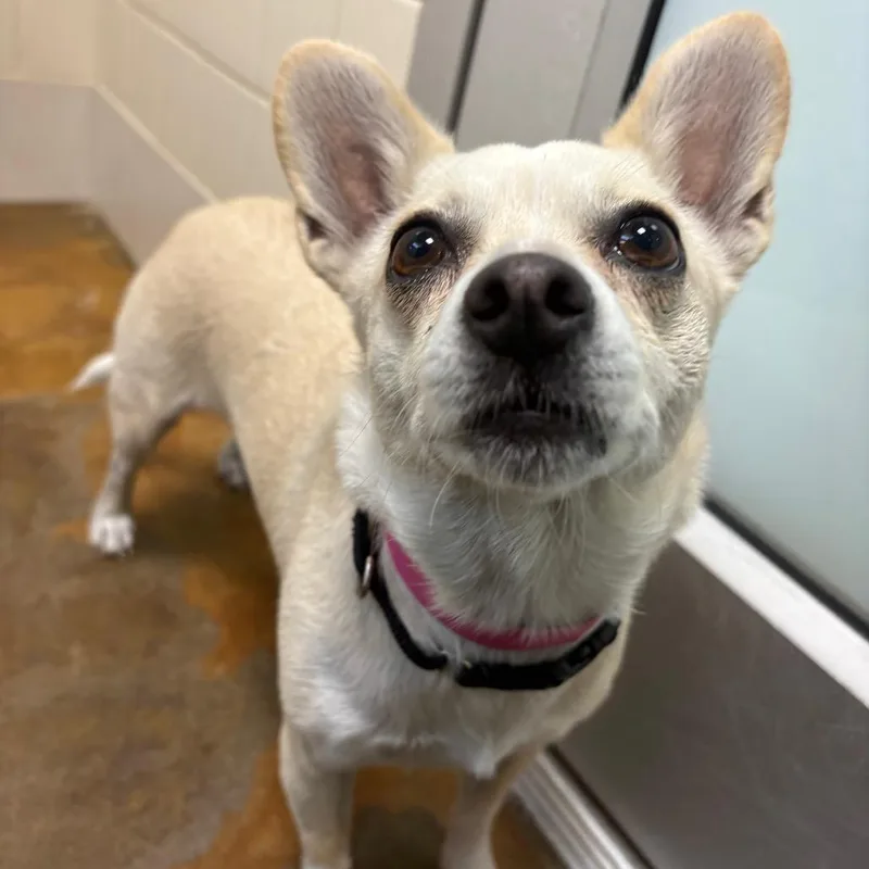 An adult small-sized female Yellow / Tan / Blond / Fawn Chihuahua dog named Stray Hold  Zoey for adoption in Albuquerque, NM