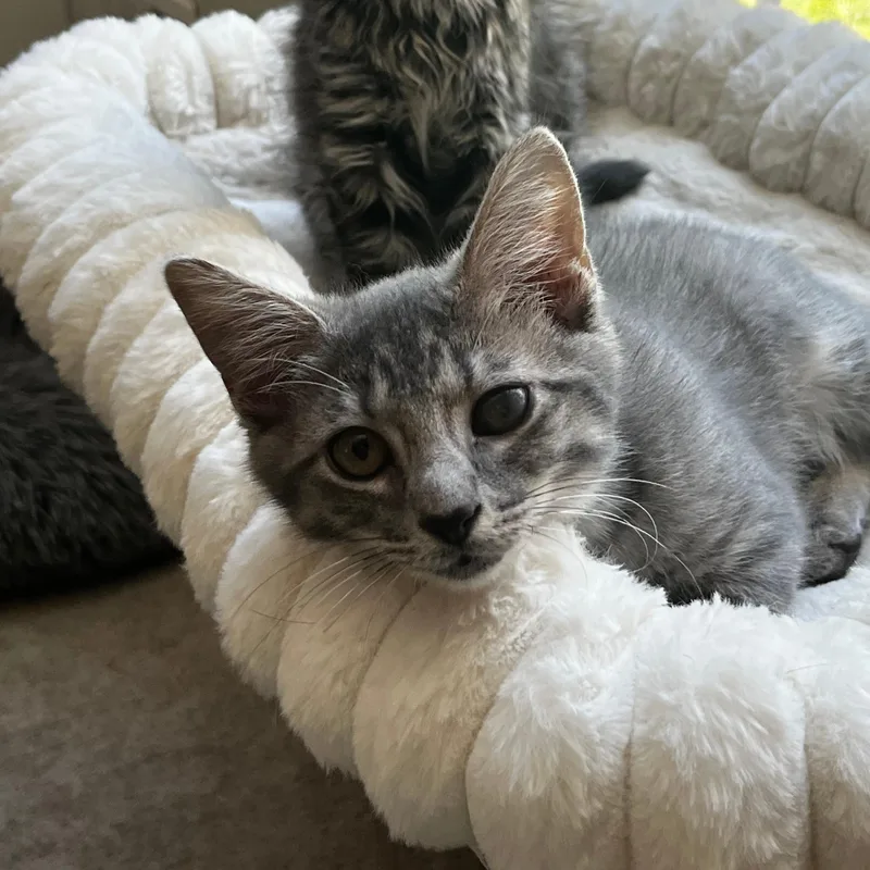 A baby small-sized male Tabby (Gray / Blue / Silver) Domestic Short Hair cat named Hulk for adoption in Richmond, VA