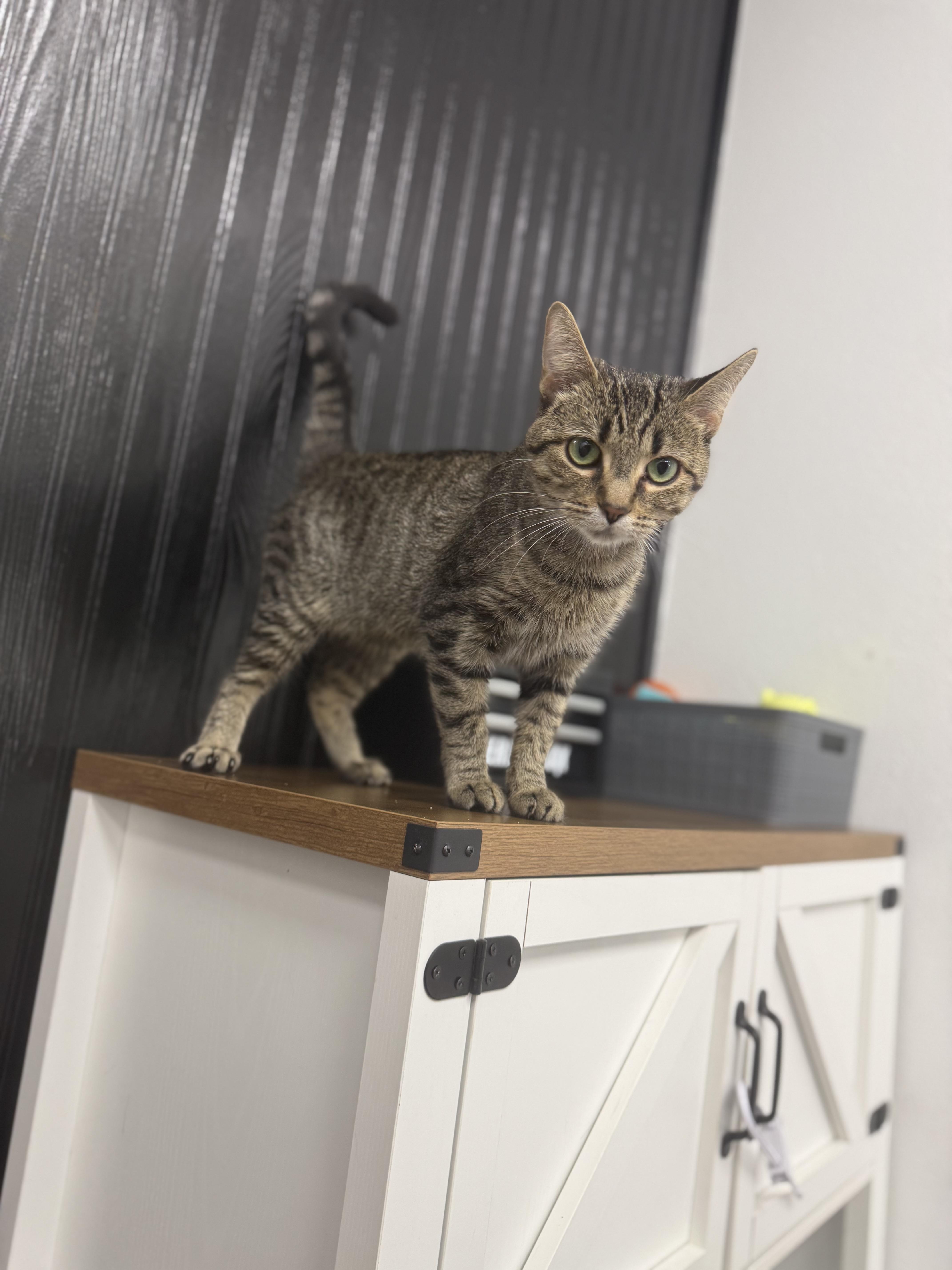 An adult medium-sized female Tabby (Buff / Tan / Fawn) Domestic Short Hair cat named Pickles for adoption in Fertile, MN