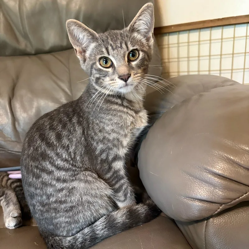 A baby large-sized male Tabby cat named Roberto for adoption in Oswego, NY