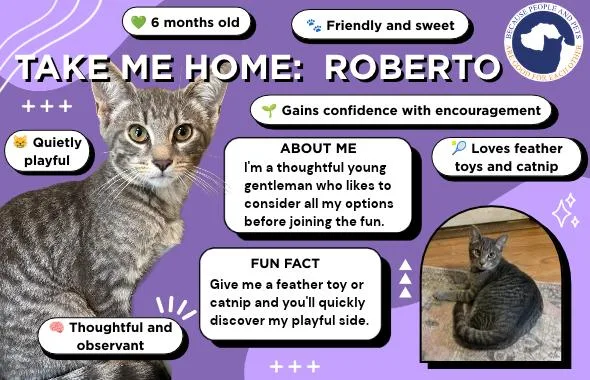 Roberto thumbnail 4