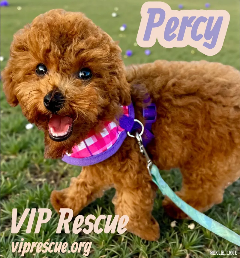 A baby small-sized male Brown / Chocolate Poodle dog named Percy Redington Beach for adoption in Redington Beach, FL