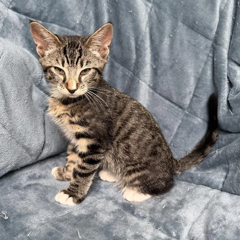 A baby small-sized male Black Domestic Short Hair cat named Kars for adoption in Ashland, OR