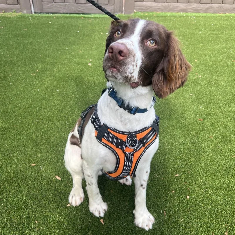 An adult medium-sized male Brown / Chocolate English Springer Spaniel dog named Champ for adoption in LOXAHATCHEE, FL