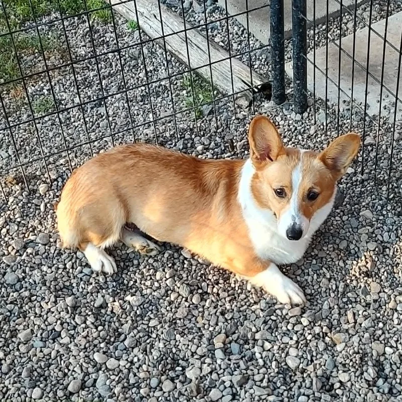 An adult small-sized female Red / Chestnut / Orange Corgi dog named Priscilla for adoption in Ada, MN
