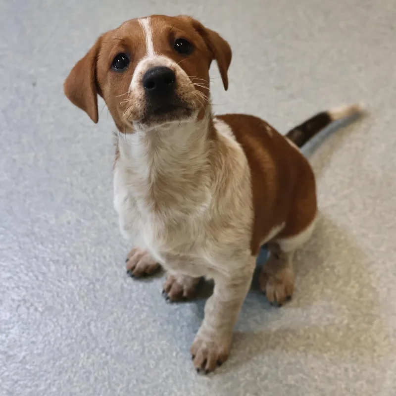 A baby small-sized female Red / Chestnut / Orange Cattle Dog dog named Caramel for adoption in Briarcliff Manor, NY