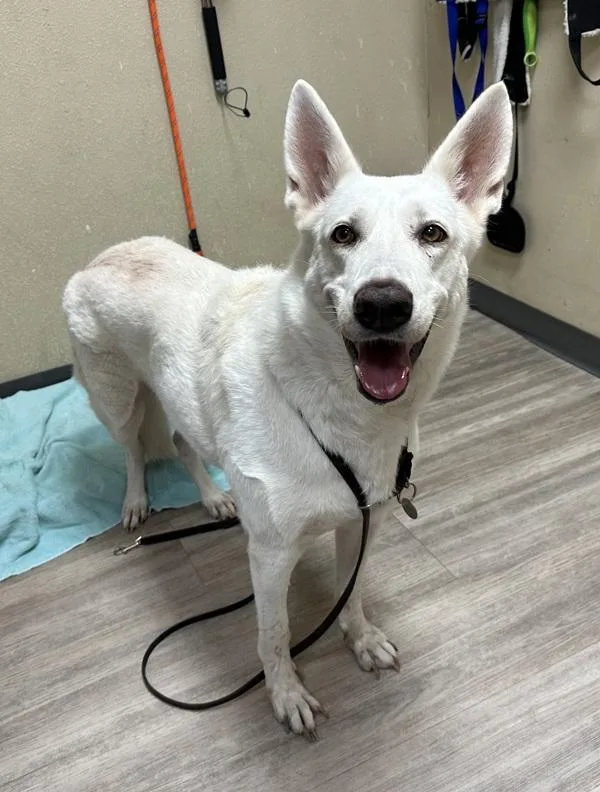 A senior large-sized female German Shepherd Dog dog named Everlyn for adoption in Oceanside, CA