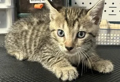 A baby small-sized male Domestic Short Hair cat named Dan for adoption in Chamblee, GA