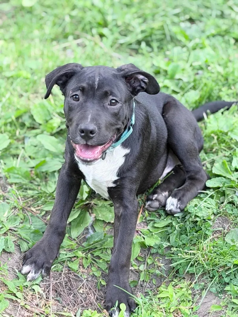 A baby medium-sized male Black Mixed Breed dog named George for adoption in Highland, NY