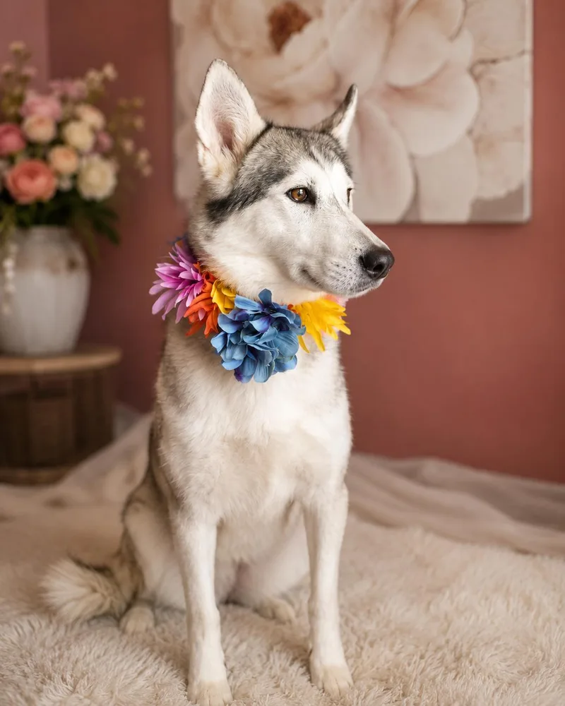 An adult medium-sized female White / Cream Husky dog named Willowdean for adoption in Menifee, CA