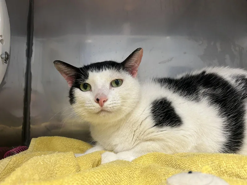A senior medium-sized female Black & White / Tuxedo Domestic Short Hair cat named Lucy for adoption in Lancaster, PA