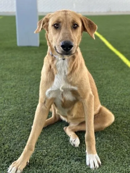 An adult large-sized female Anatolian Shepherd dog named Jinx for adoption in Fresno, CA