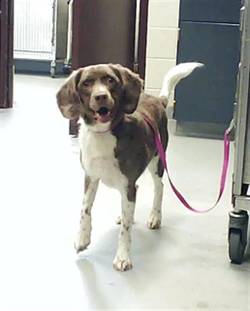 An adult medium-sized male Brittany Spaniel dog named Rocko for adoption in Fayetteville, NC