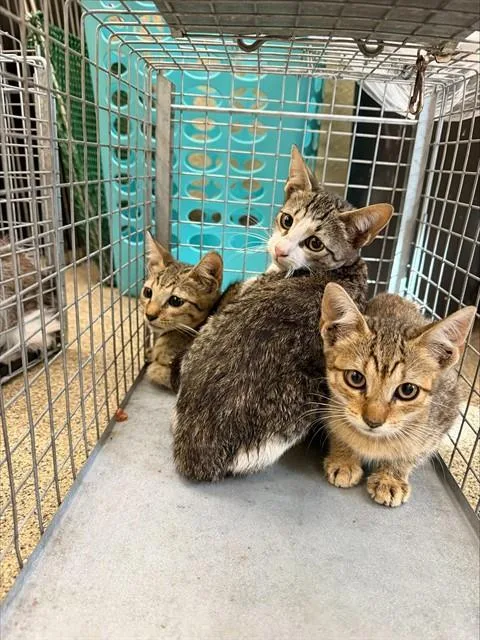A baby small-sized female Domestic Short Hair cat named Marceline for adoption in Fort Myers, FL