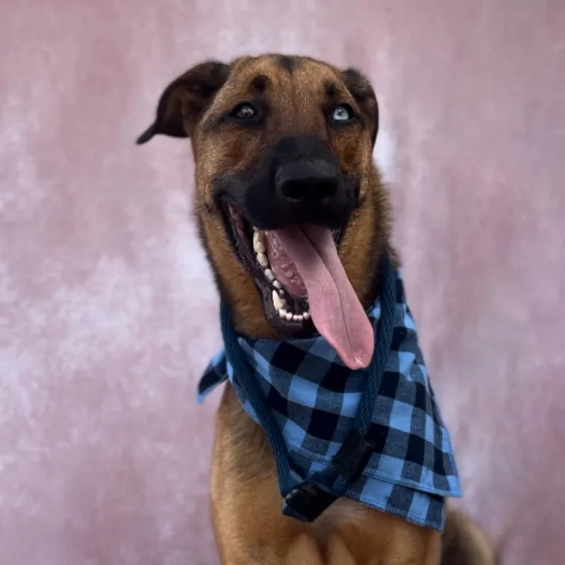 An adult medium-sized male Brown / Chocolate German Shepherd Dog dog named Bleu Moon Bright for adoption in Houston, TX