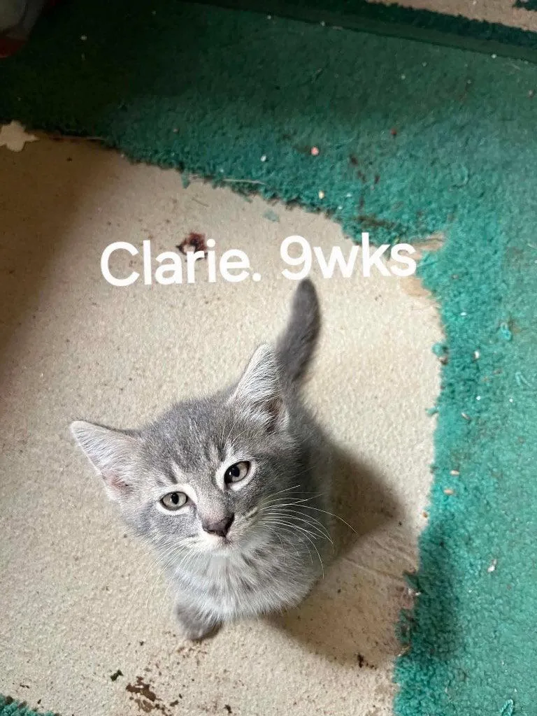 A baby medium-sized male Domestic Short Hair cat named Jess for adoption in Cromwell, KY