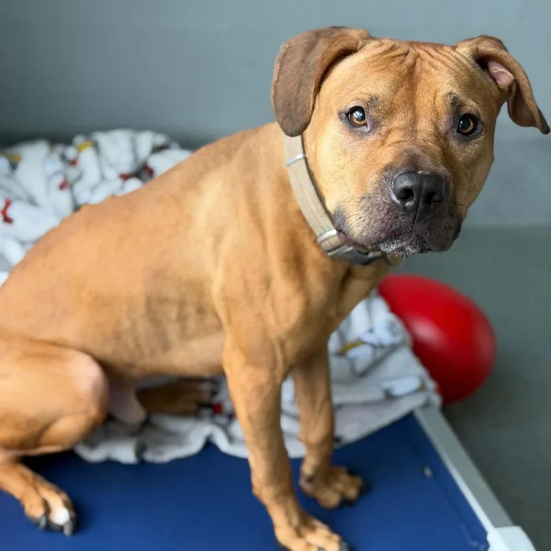 An adult medium-sized male Golden Boxer dog named Cooper for adoption in Fredericksburg, VA