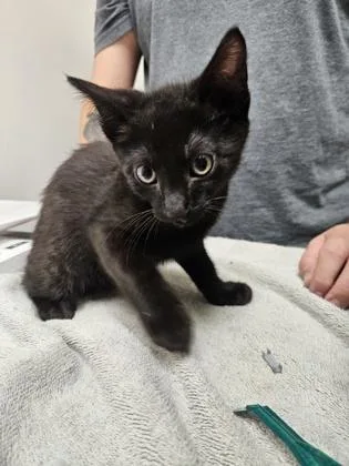 A baby small-sized male Domestic Short Hair cat named Haumea for adoption in Sacramento, CA
