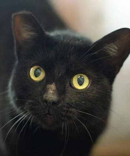 An adult medium-sized female Black Domestic Short Hair cat named Cobweb for adoption in Encinitas, CA