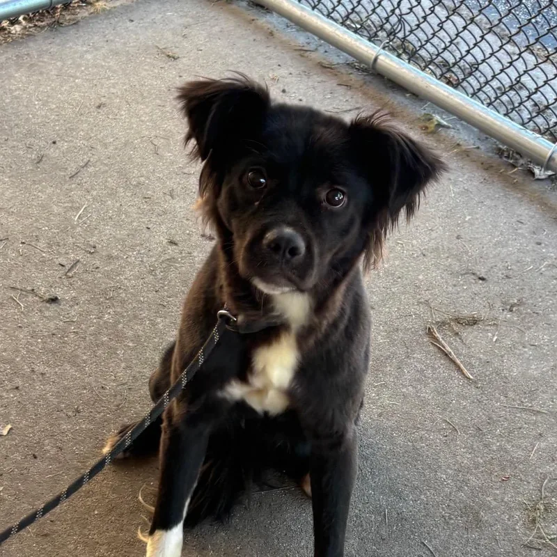 An adult medium-sized female Black Mixed Breed dog named Crumpet for adoption in Edwardsville, IL