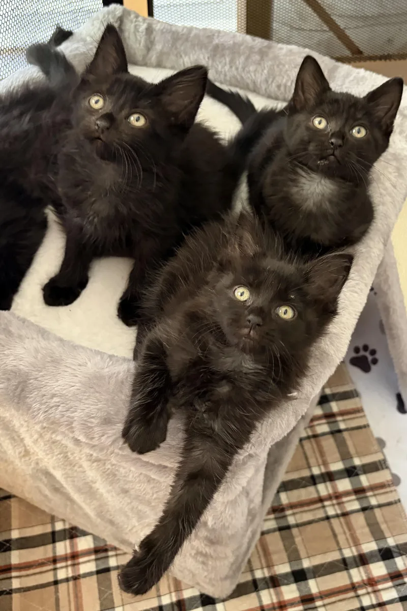A baby medium-sized female Black Domestic Long Hair cat named April May for adoption in Allentown, NJ
