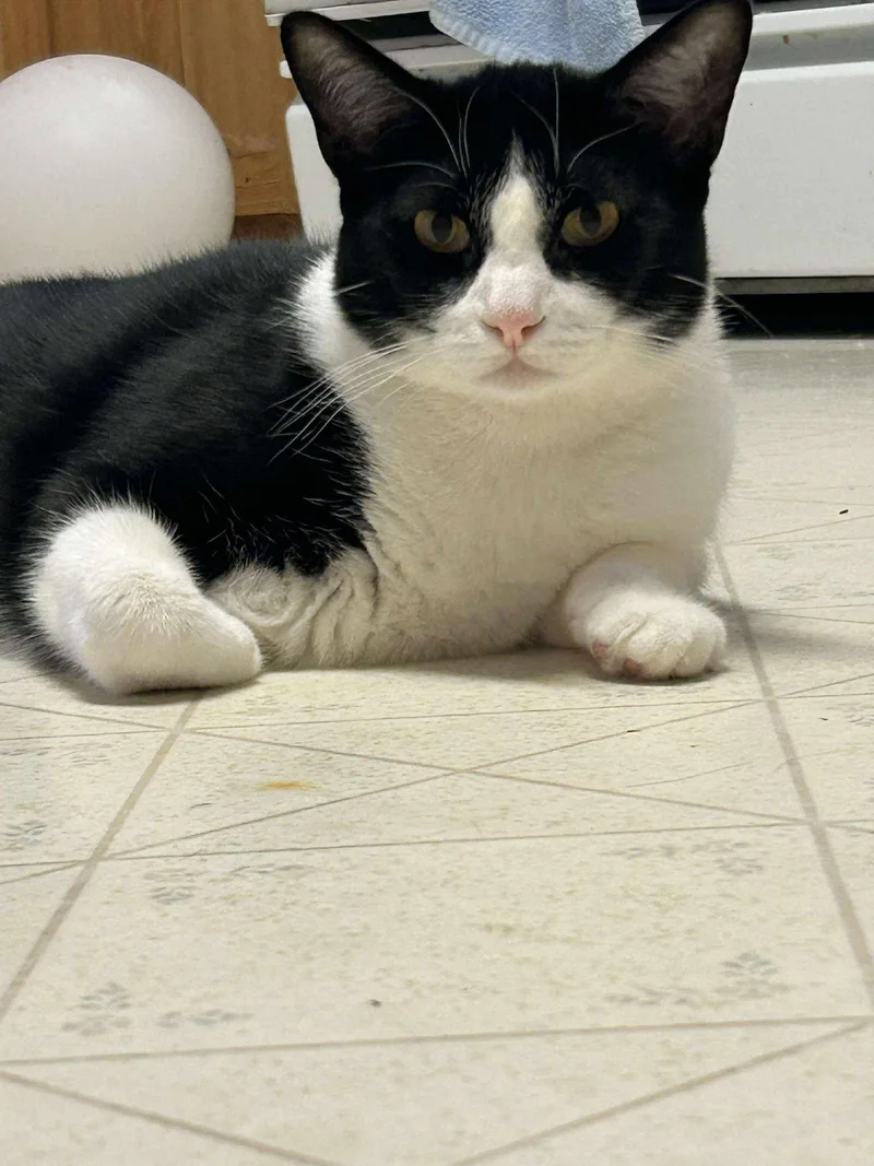 An adult medium-sized male Black & White / Tuxedo Domestic Short Hair cat named Sylvester J for adoption in Rosenberg, TX