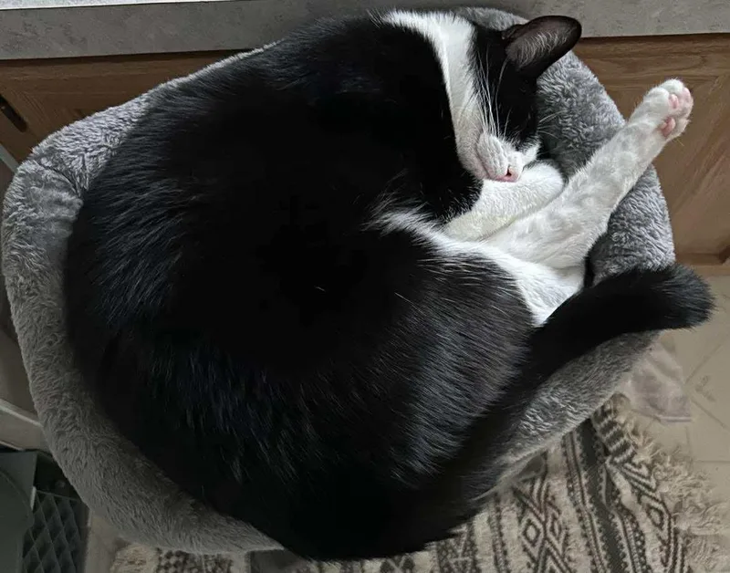 Sylvester J thumbnail 2