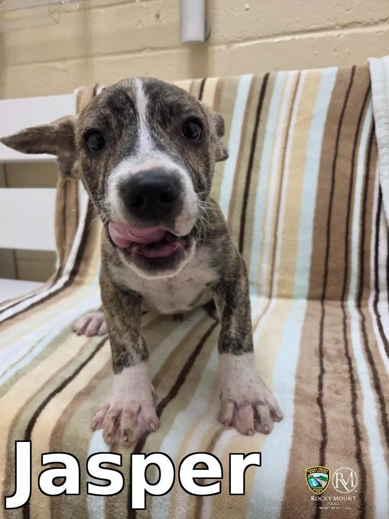 A baby medium-sized male Pit Bull Terrier dog named Jasper for adoption in Rocky Mount, NC