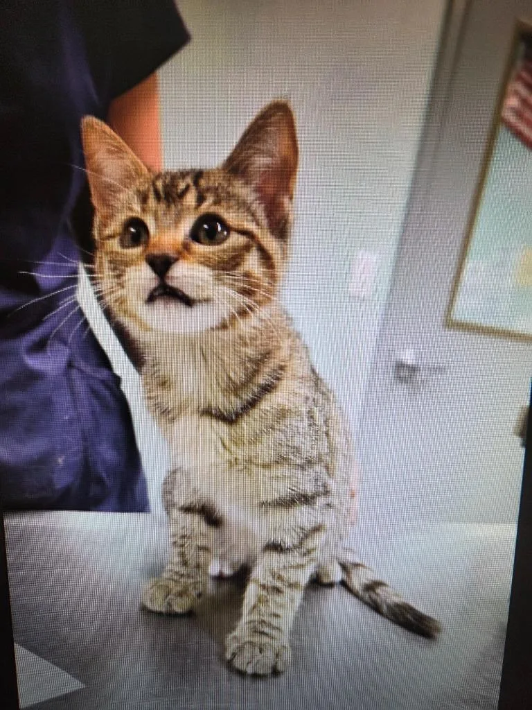 A baby small-sized female Domestic Short Hair cat named Coco for adoption in Athens, TN