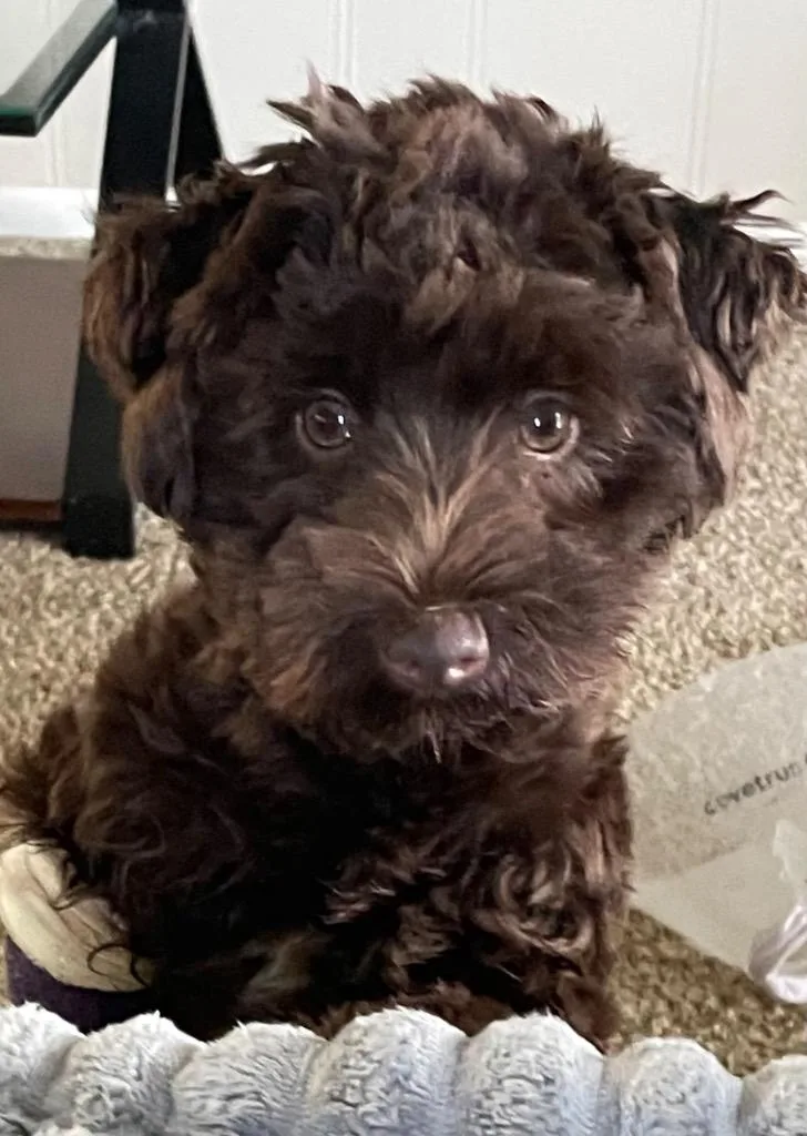 A baby small-sized female Schnauzer dog named Poppy for adoption in Claremore, OK