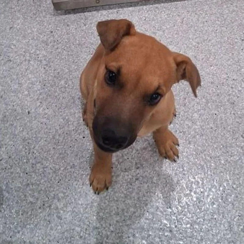 A young medium-sized male Labrador Retriever dog named Rex for adoption in Lake Havasu City, AZ