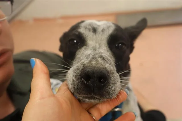 A young medium-sized female Mixed Breed dog named Spike for adoption in Columbia, SC