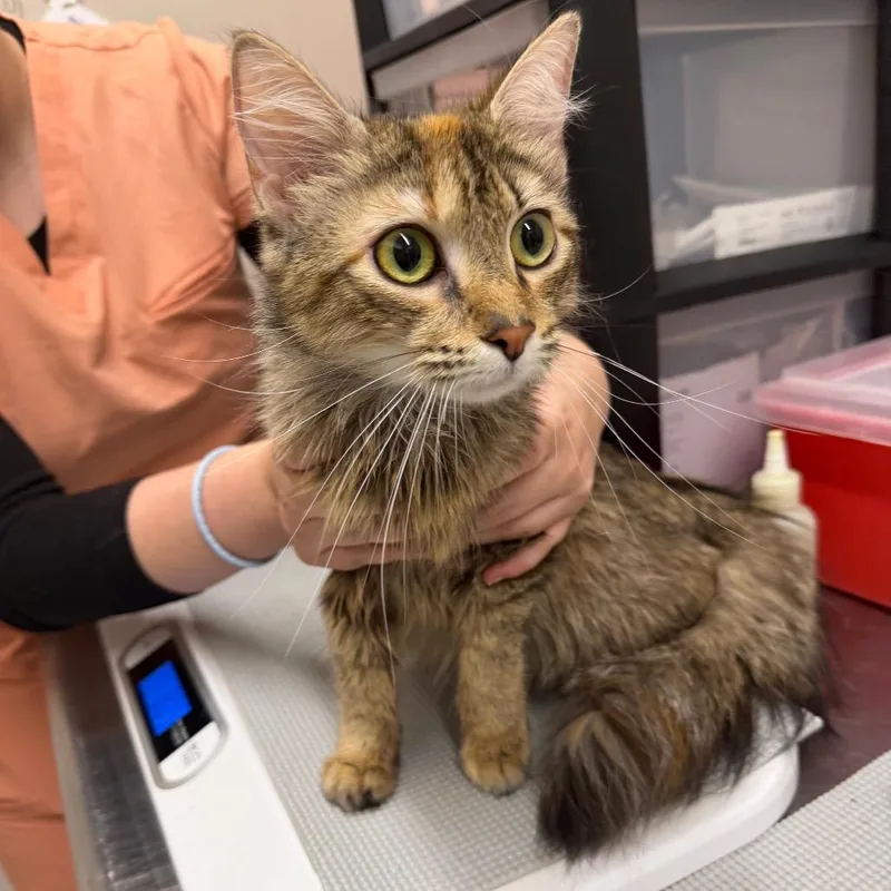 A young medium-sized female Brown / Chocolate Domestic Medium Hair cat named Sponge for adoption in Morganton, NC