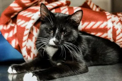 A baby small-sized male Domestic Short Hair cat named Checkers for adoption in Dothan, AL