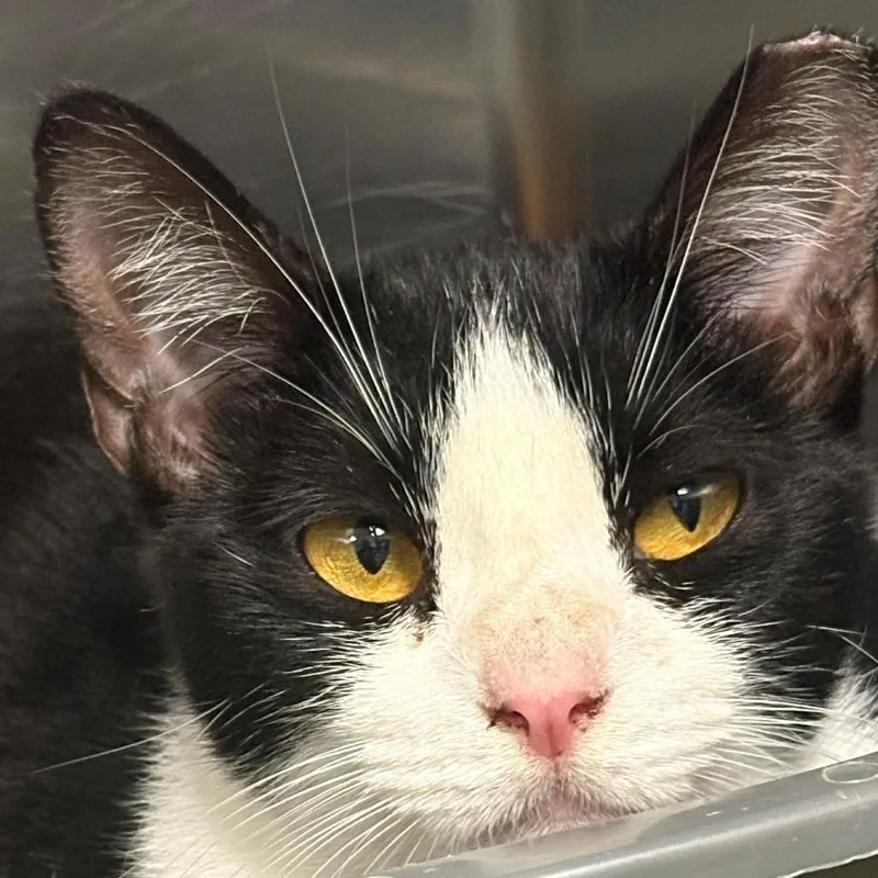 An adult medium-sized female Black Domestic Short Hair cat named Victoria for adoption in East Hanover, NJ