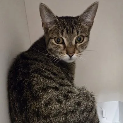 A baby medium-sized female Tabby (Brown / Chocolate) Domestic Short Hair cat named Darlene for adoption in Phoenixville, PA