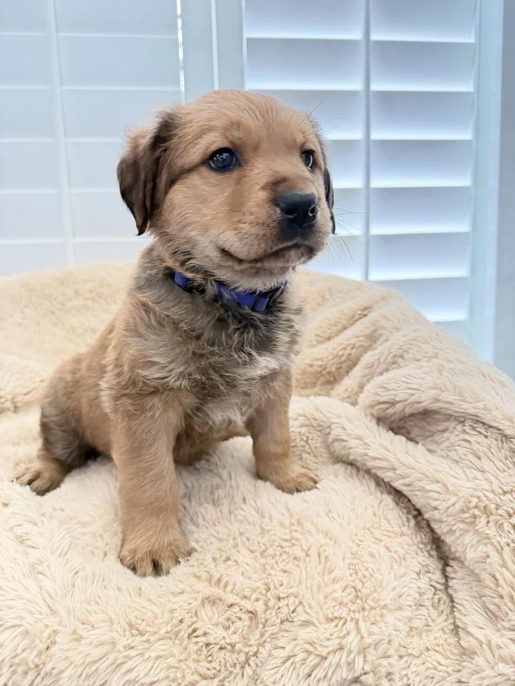 A baby large-sized male German Shepherd Dog dog named Zowie for adoption in Pleasant Hill, CA