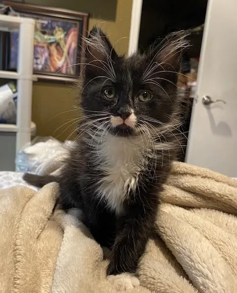A baby small-sized male Tuxedo cat named Freedom USA Duo for adoption in Anthem, AZ