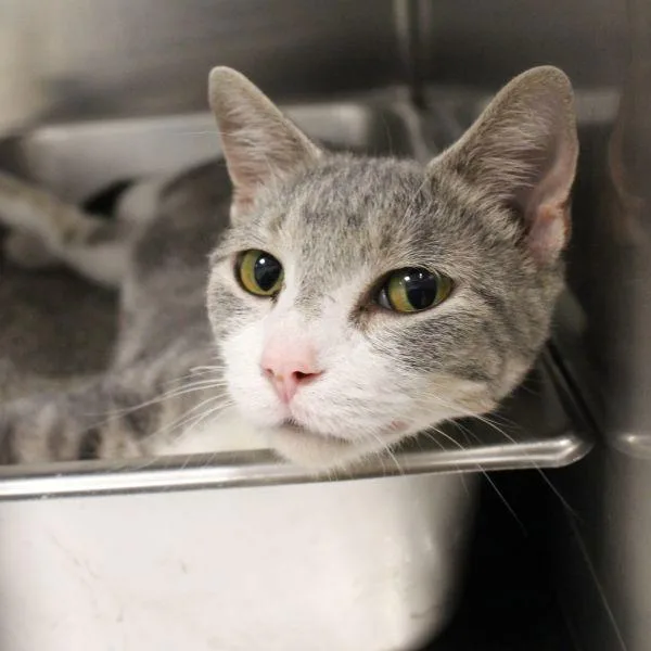 An adult small-sized female Domestic Short Hair cat named Kiwi for adoption in Des Moines, IA