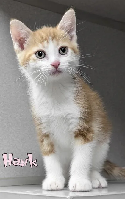 A baby small-sized male Domestic Short Hair cat named Hank for adoption in Mason, MI