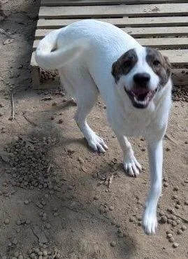 A young small-sized female Pit Bull Terrier dog named Heidi for adoption in Dalton, GA