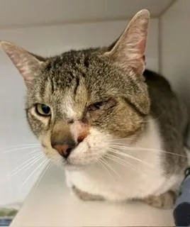 An adult medium-sized male Tabby (Gray / Blue / Silver) Domestic Short Hair cat named Bexley for adoption in Mason City, IA
