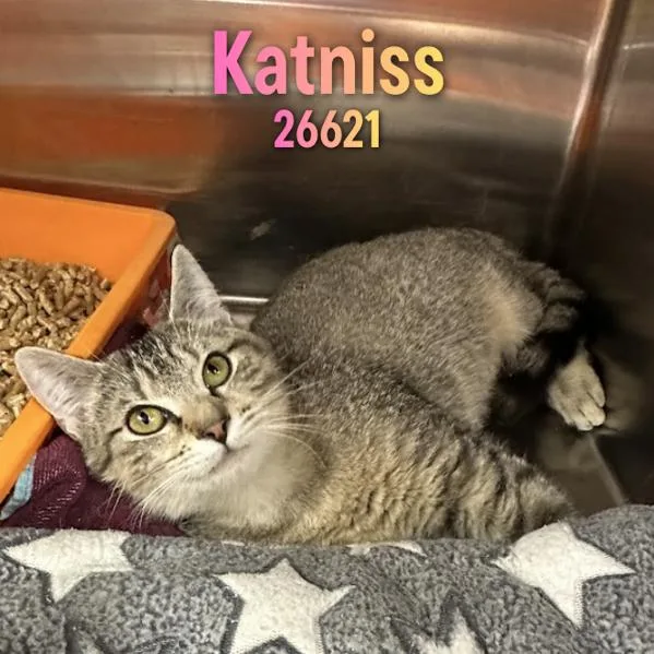 Katniss